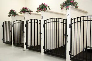 Dog boarding suites at the Blue Ash, Ohio animal care center and pet hospital